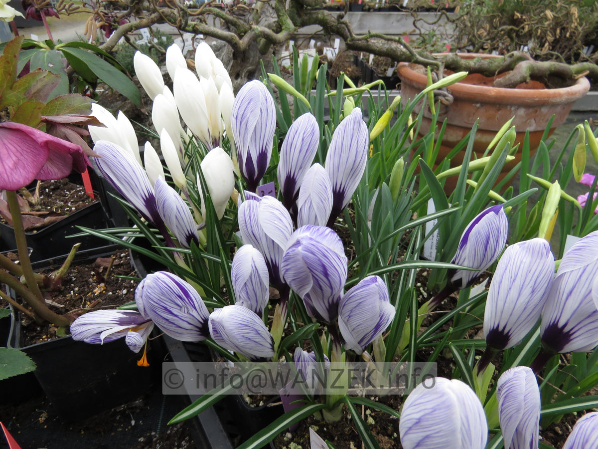 Crocus grossbluemig Macro.JPG